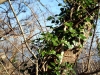 tree_in_ivy